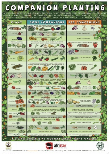 Companion Planting